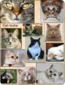 Cat-tastic coloring book each picture from the cover is included in the interior pages to color